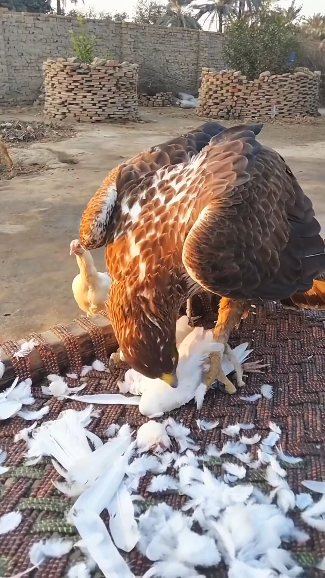 老鹰吃鸡的画面,旁边的鸡吓呆了