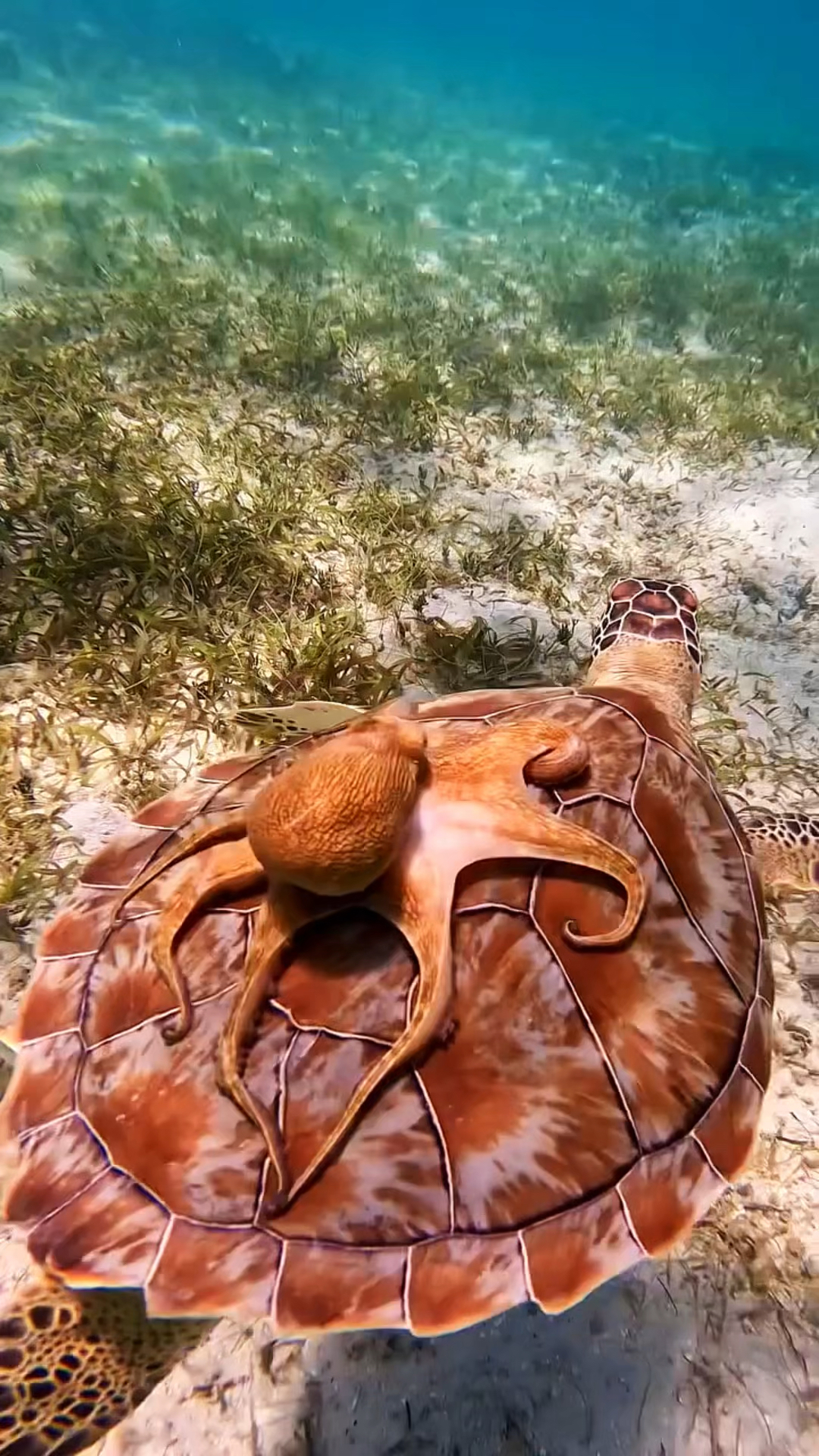 海洋里,章鱼爬到海龟的背上遨游