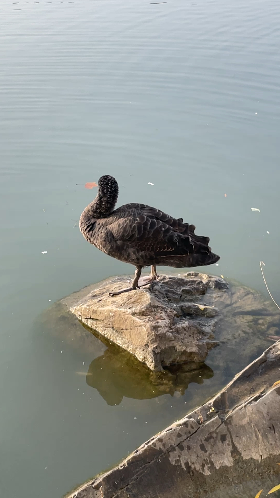 玉渊潭公园湖边孤独的黑天鹅