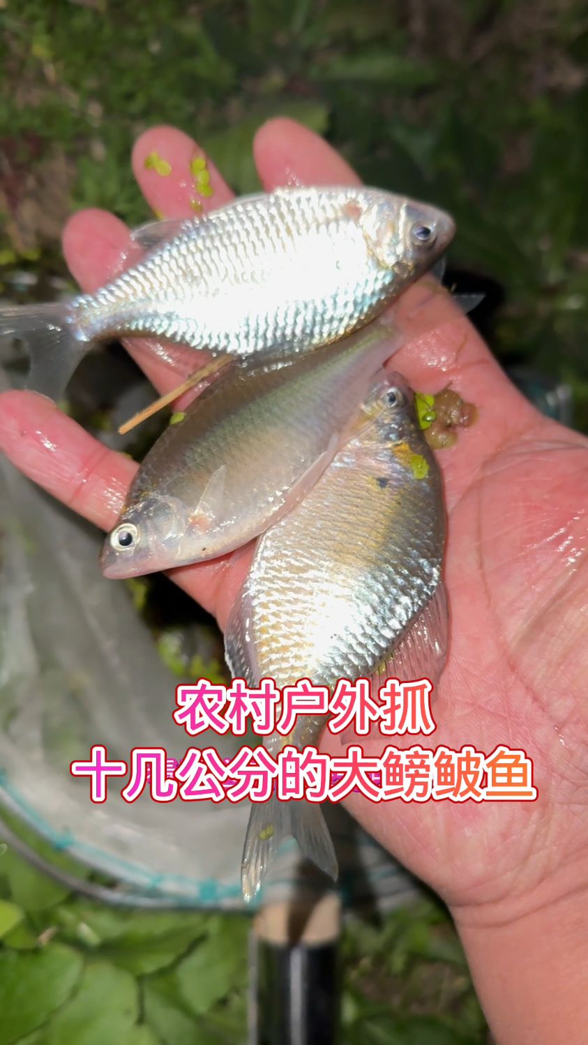 半夜三更户外抓超大鳑鲏鱼