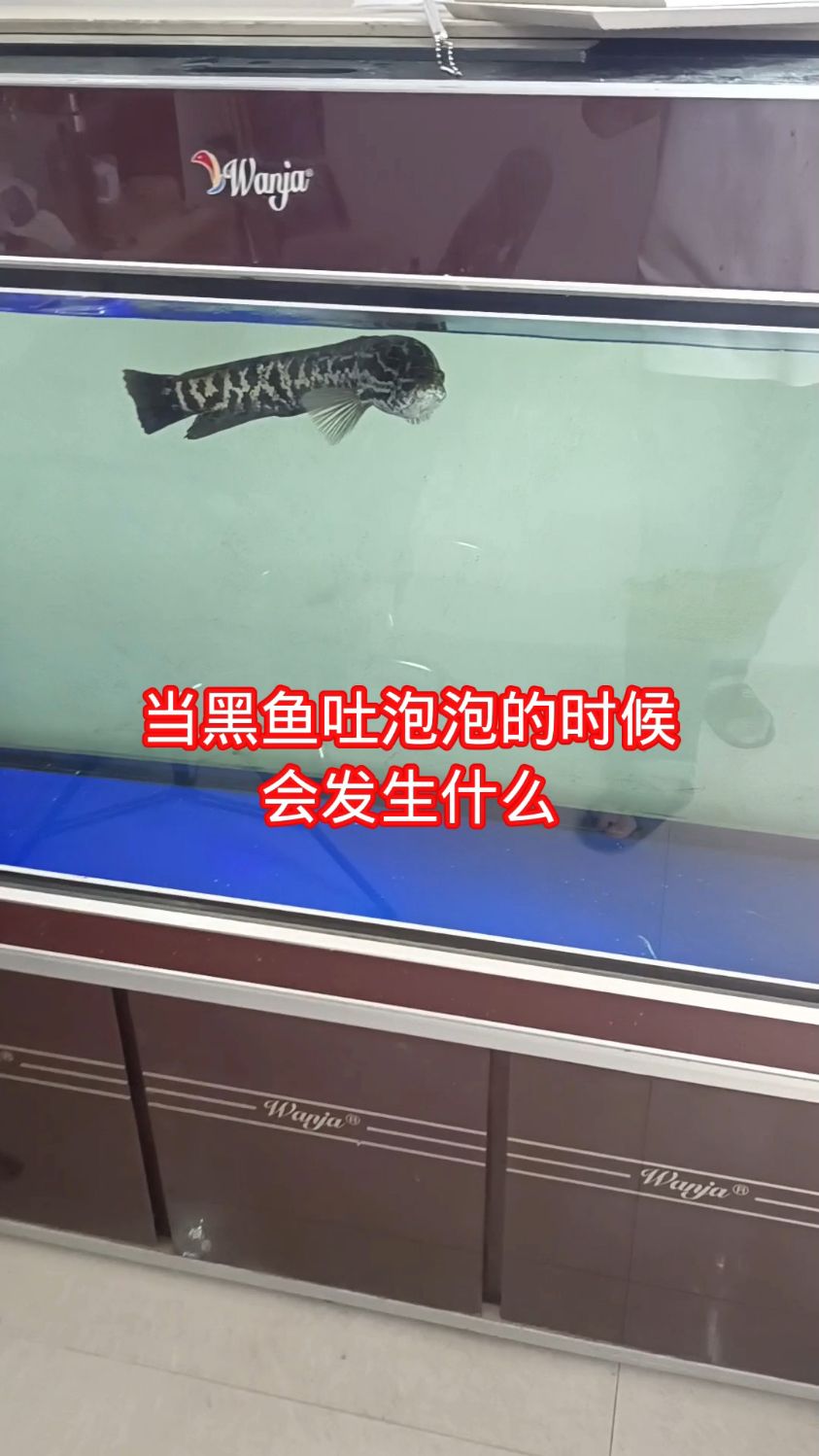 当黑鱼吐泡泡的时候会发生什么
