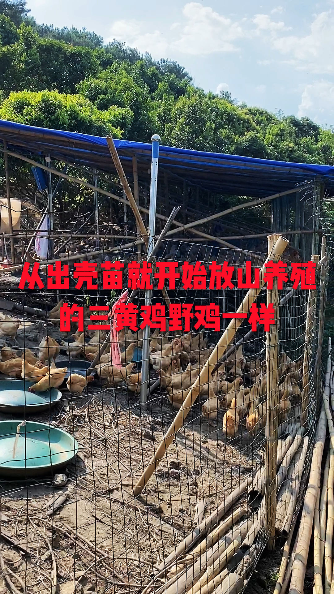 从出壳苗就开始放山养殖的三黄鸡野鸡一样