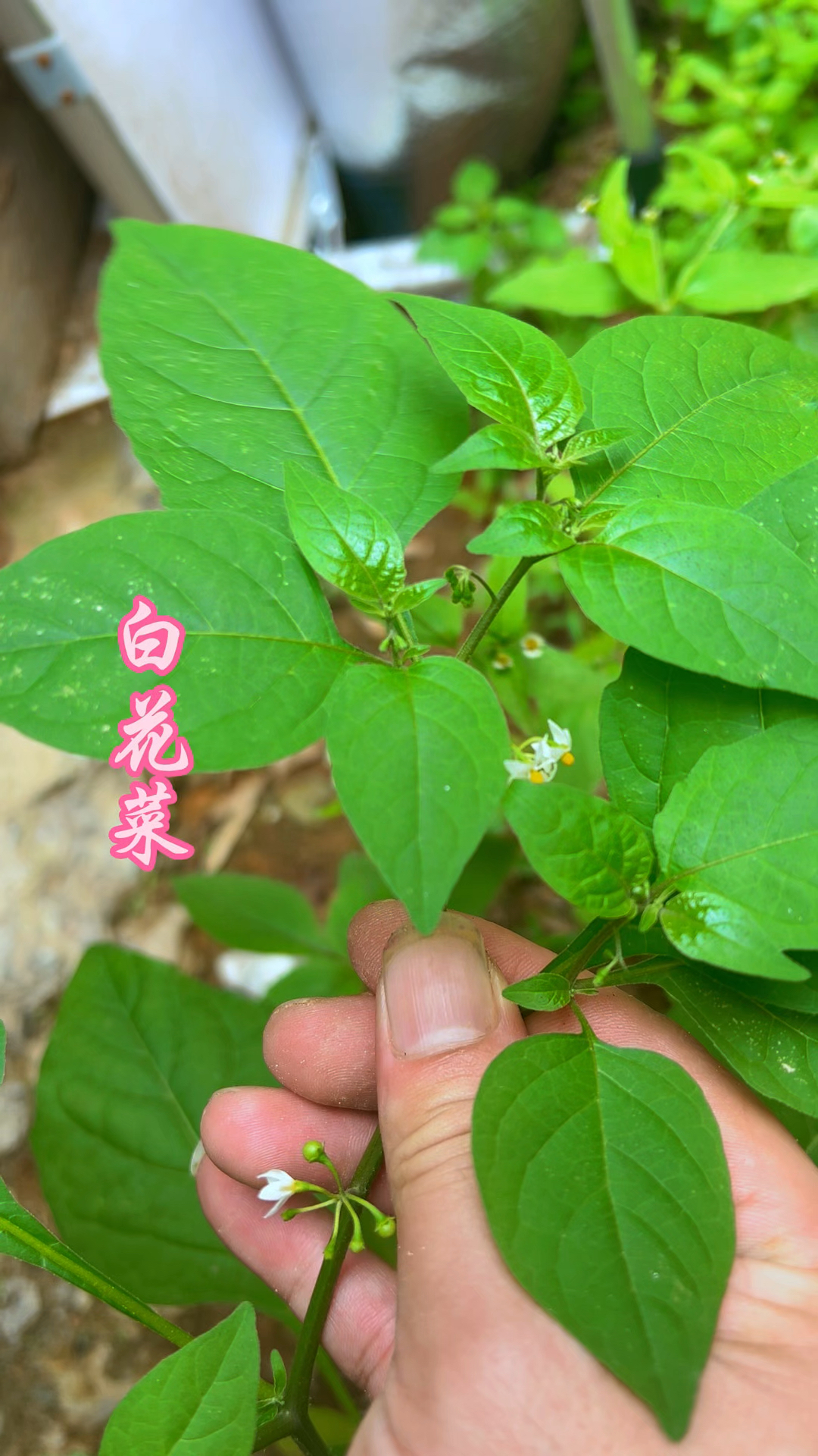白花菜在你家乡有没有,叫它什么