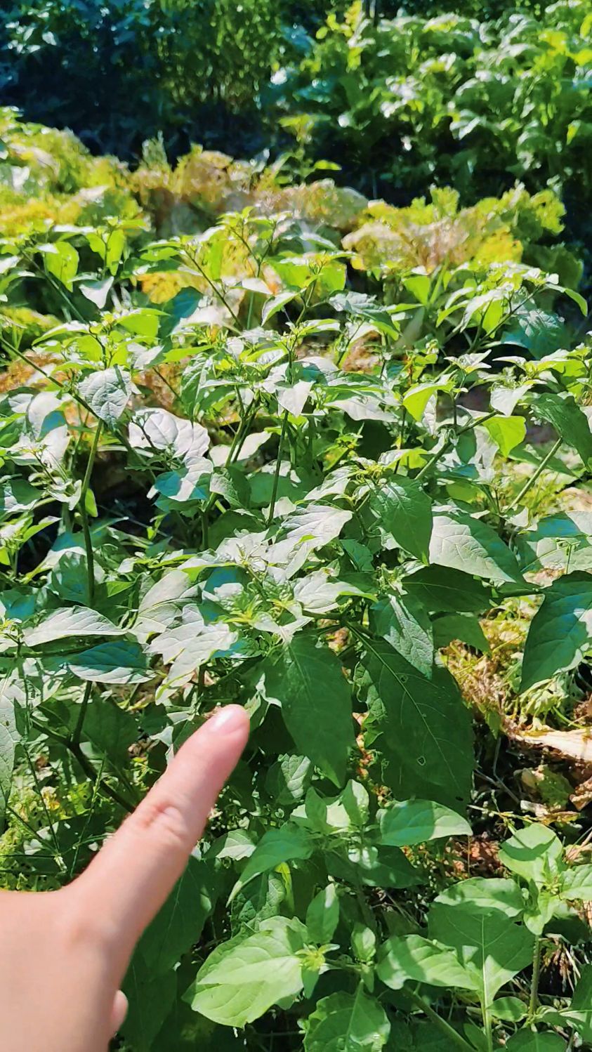 白花菜,有多少人想吃都吃不到居然在农村菜地里到处都是。