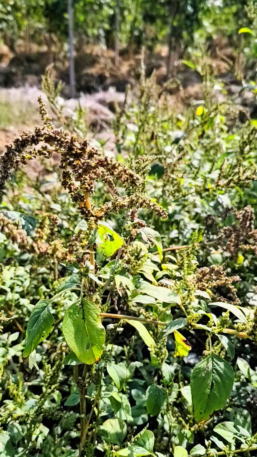 野菜之王野苋菜,给大家看看长啥样