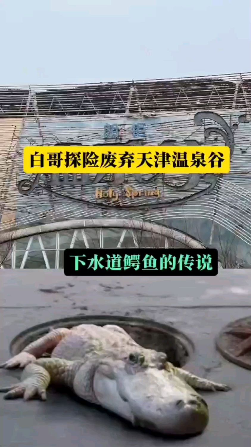 下水道鳄鱼的传说