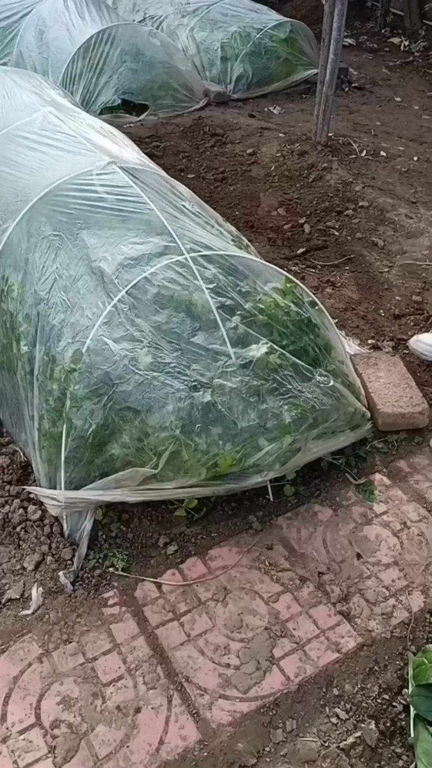 冬季香菜小塑料拱棚如何管理风口