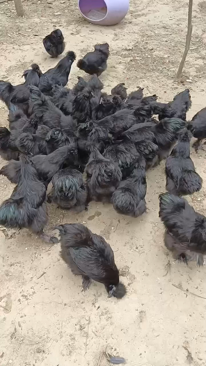 黑乌鸡绿色生态养殖