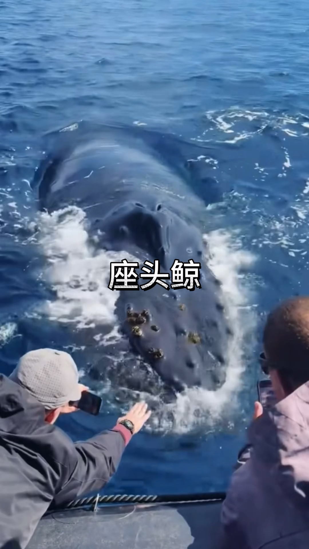 座头鲸真是太可怕了。它仅仅一个翻身便将渔船给掀翻