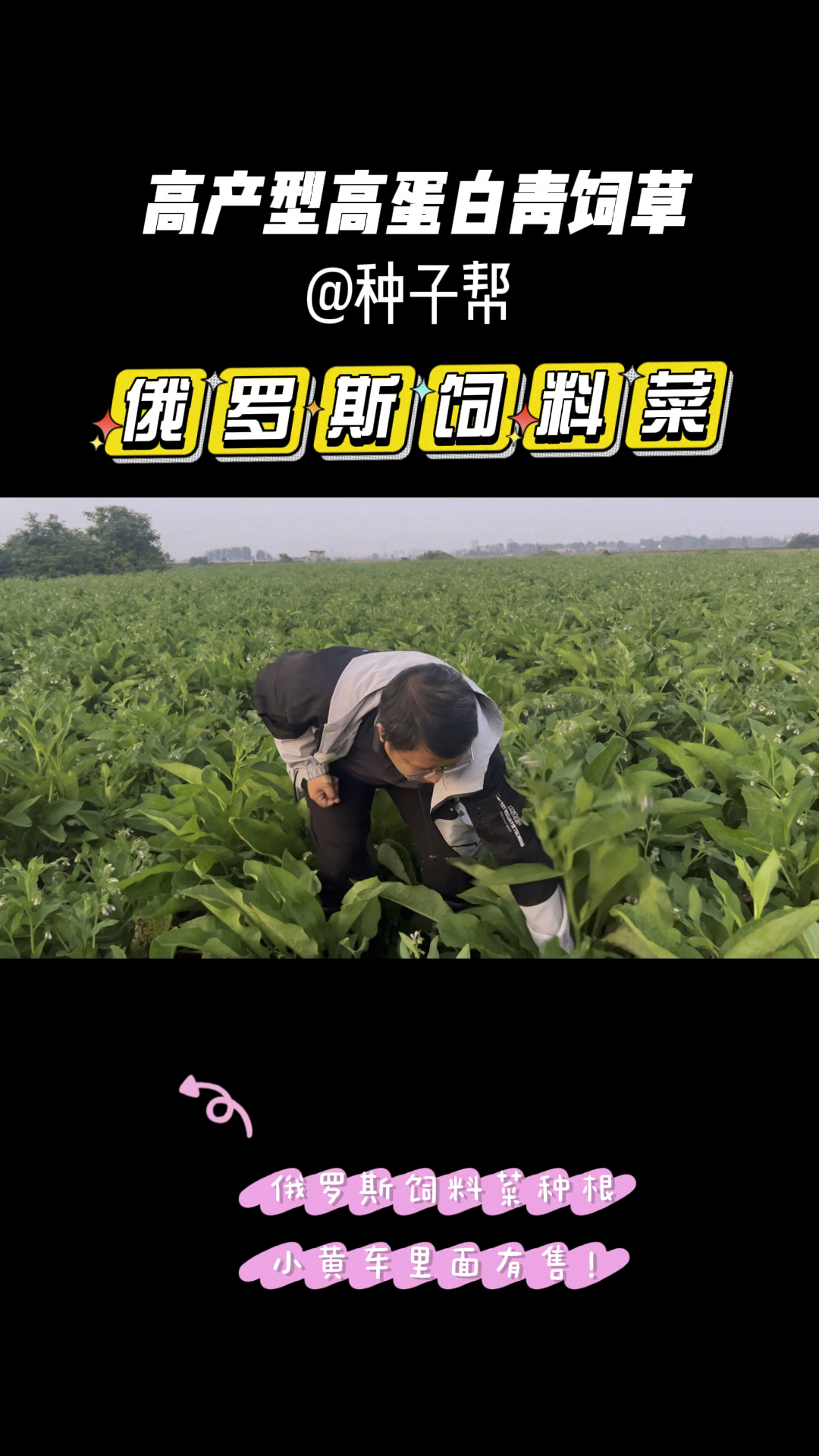 亩产能达20～30吨的俄罗斯饲料菜,能抗零下40度低温,高蛋白饲草