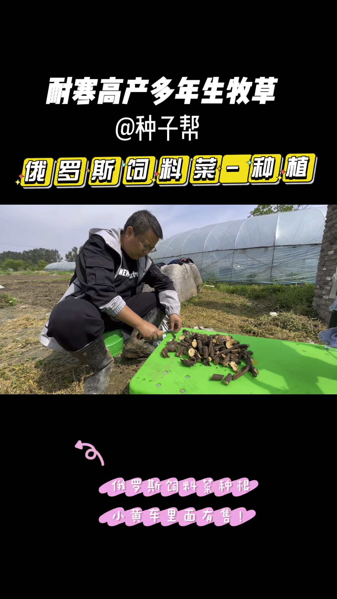 种一次收割10～15年的高产牧草,俄罗斯饲料菜营养好,耐寒又耐热