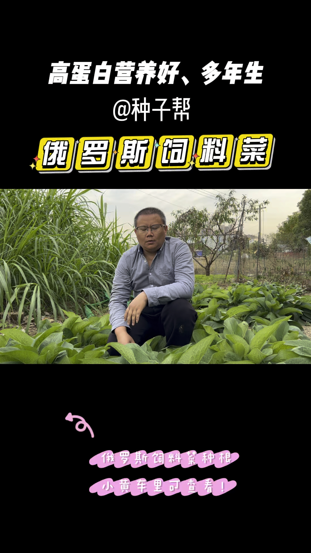 高产耐寒牧草,俄罗斯饲料营养好,蛋白高,喂家禽家畜可代替豆粕