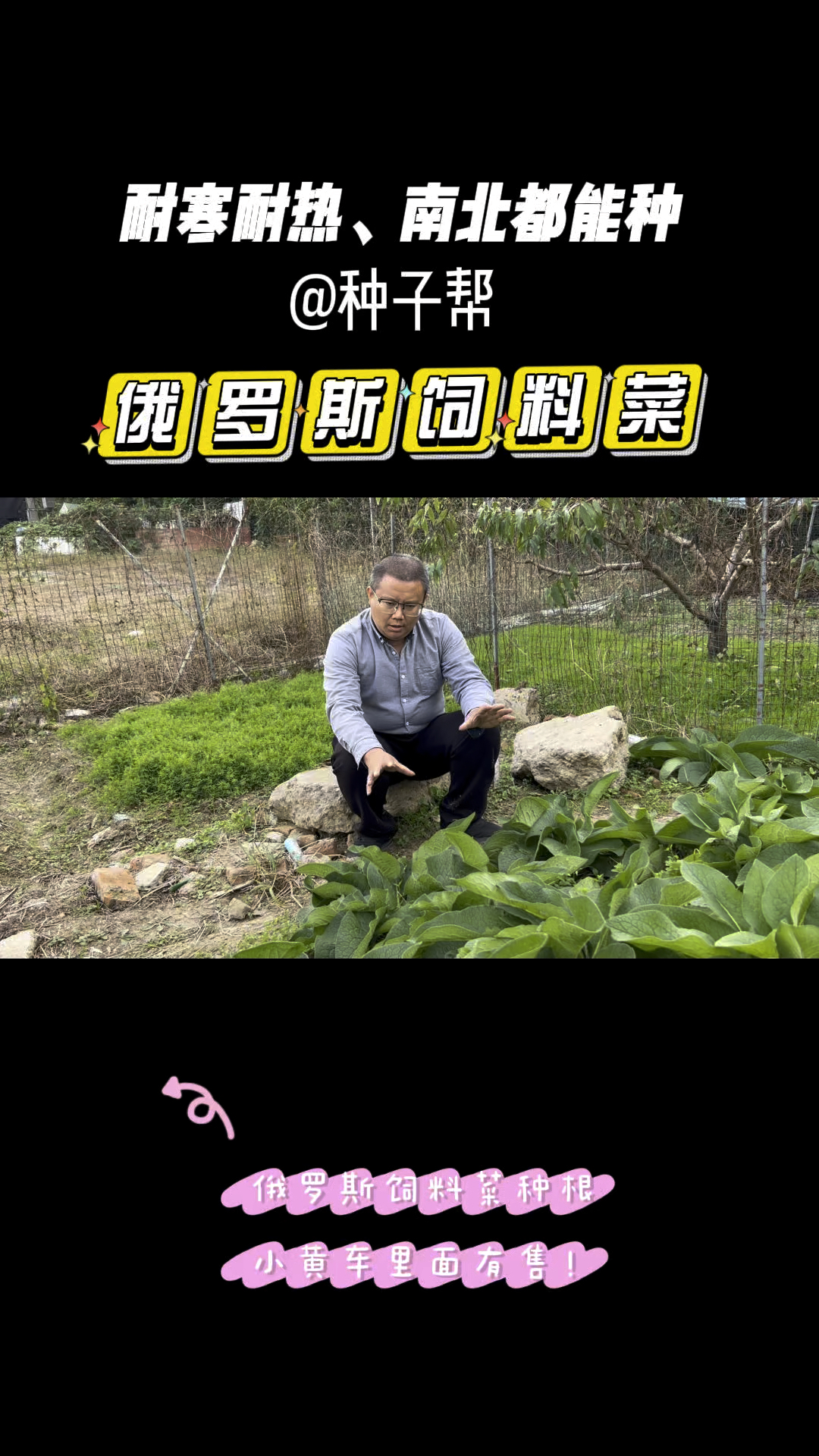 俄罗斯饲料菜适用性强,耐寒耐热耐贫瘠,南北方都能种,产量高