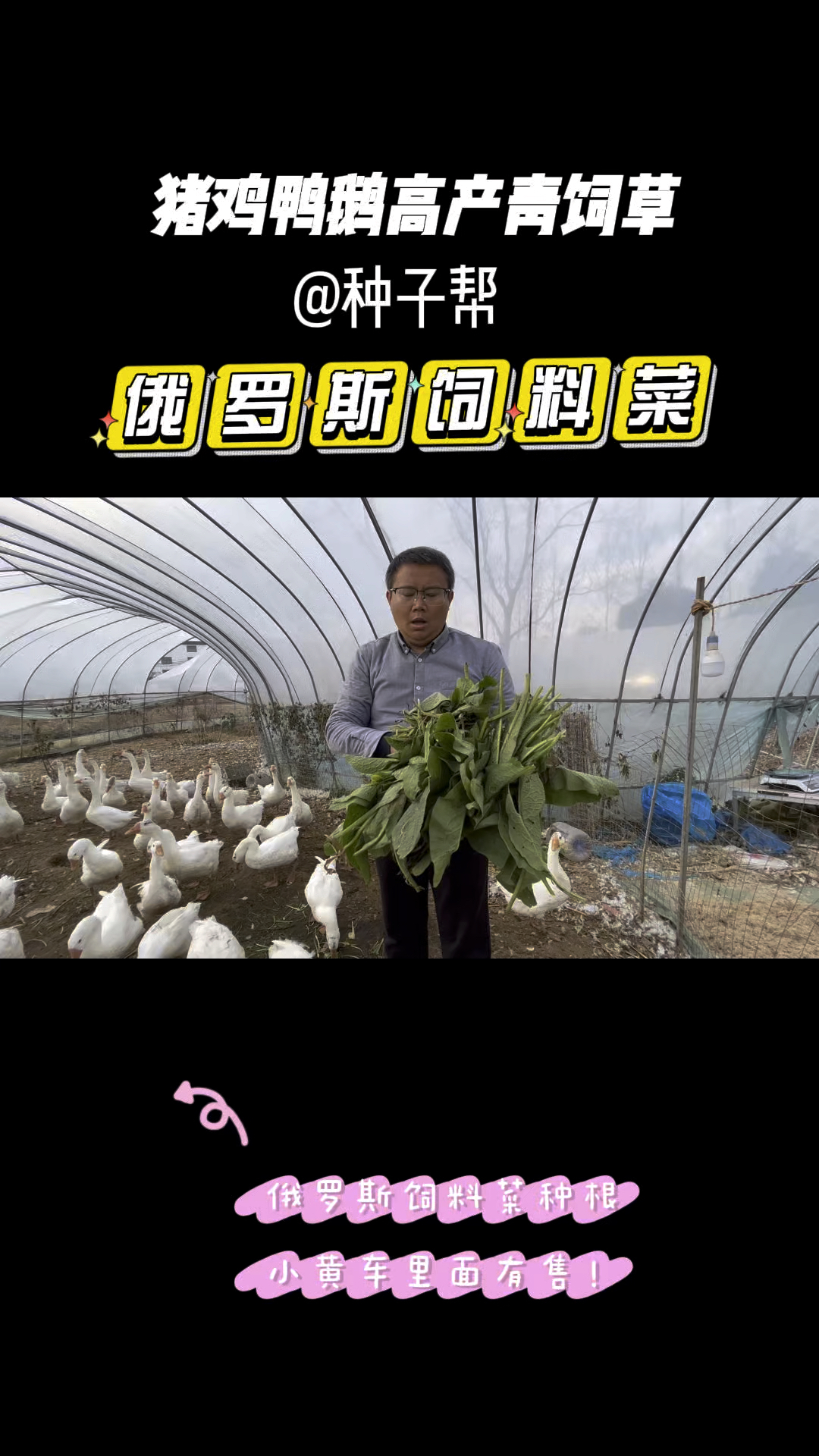 俄罗斯饲料菜喂鸡鸭鹅现割现喂,适口性好,营养丰富,可多年收割