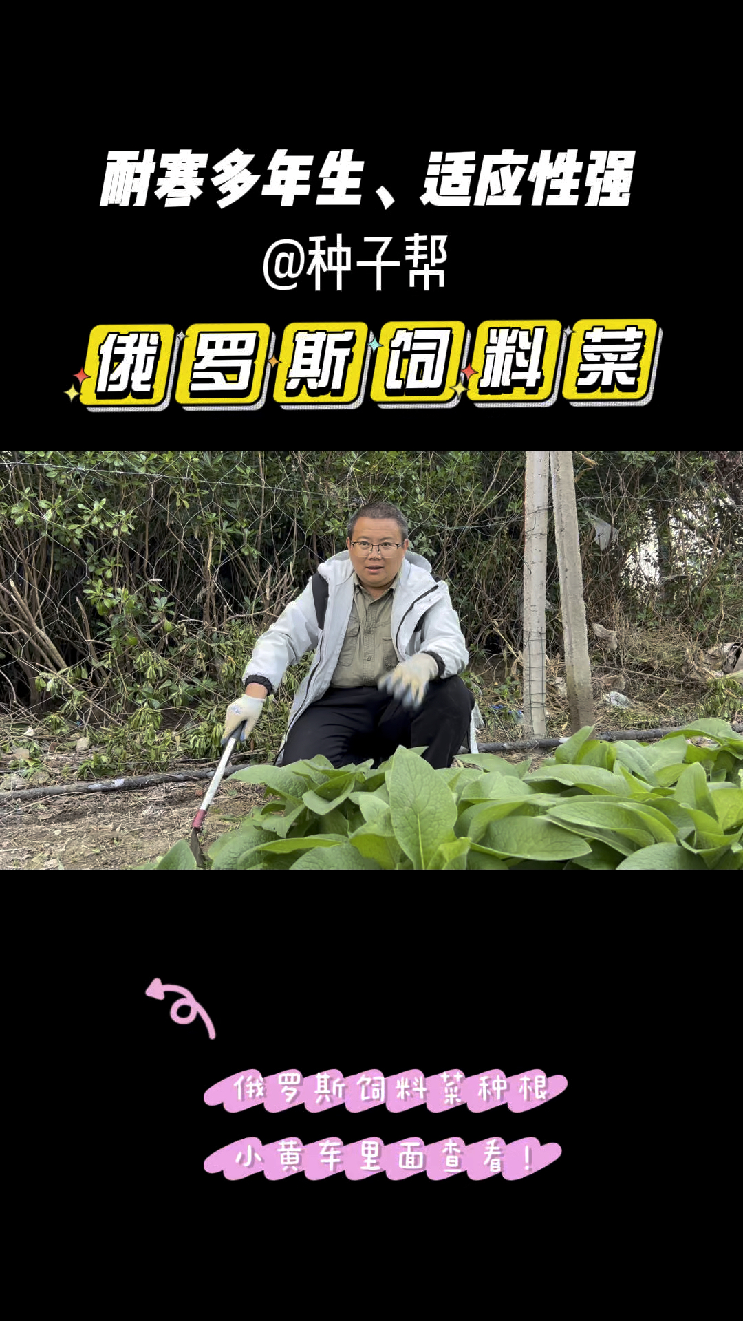 多年生耐寒耐热牧草,俄罗斯饲料菜在冬季可以收割鲜草吗?