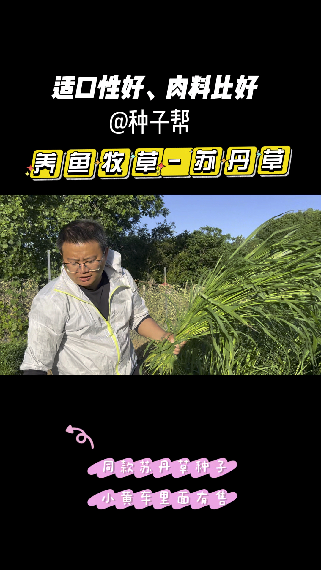 养鱼青饲草,苏丹草营养好,肉料比高,可多次收割,产量高