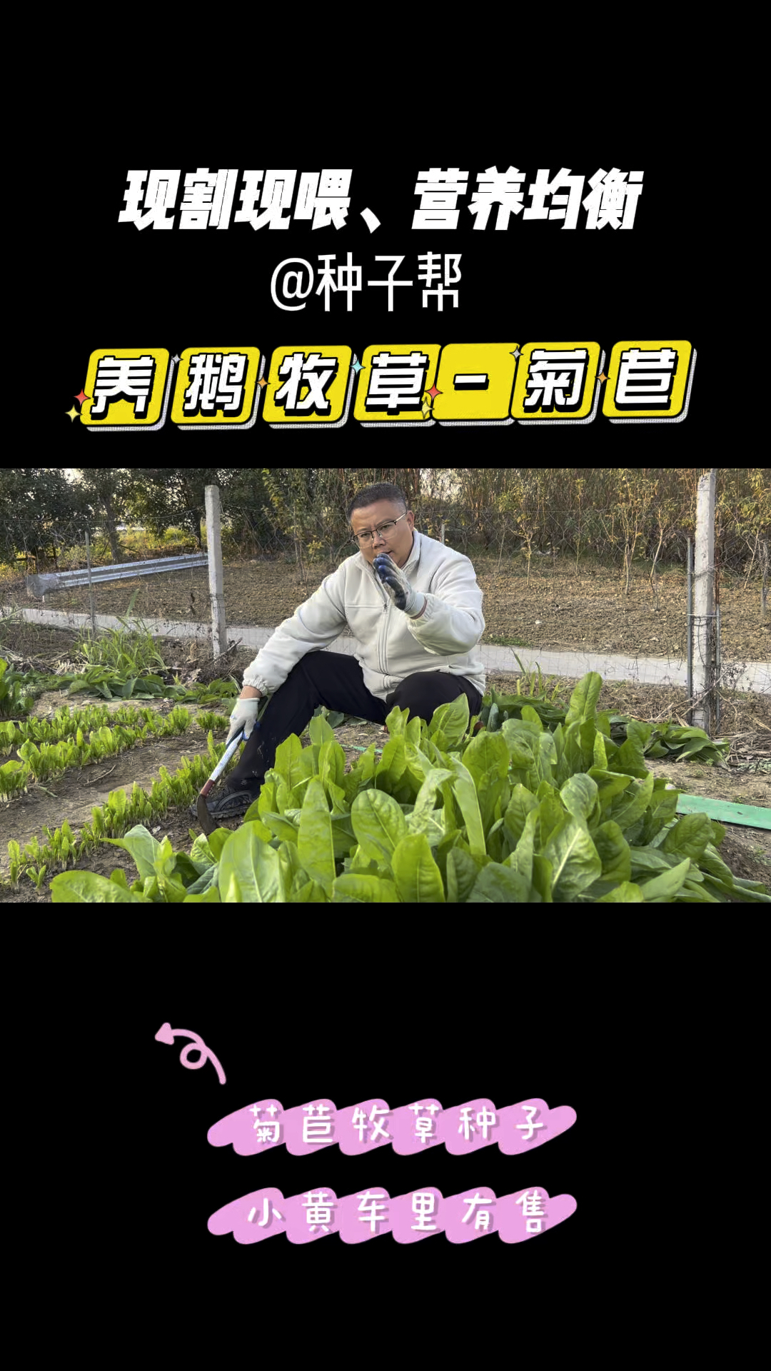 开春养鹅一定要种点菊苣,适口性好,消化率高,能收割五六年以上