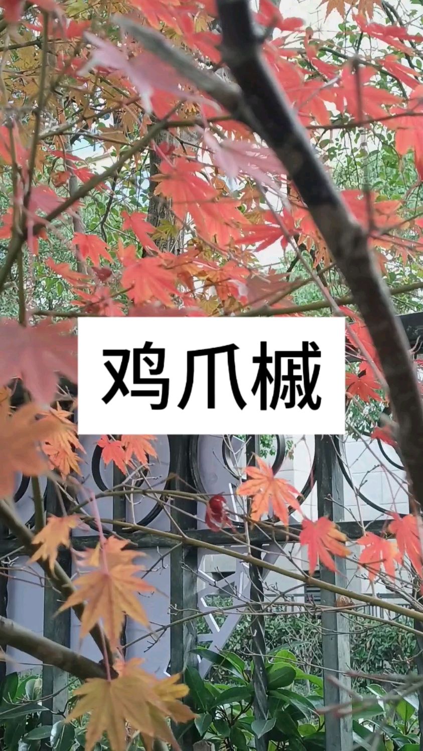 鸡爪槭,优秀园林观赏落叶小乔木,枫树的一个品种,秋末冬初叶红