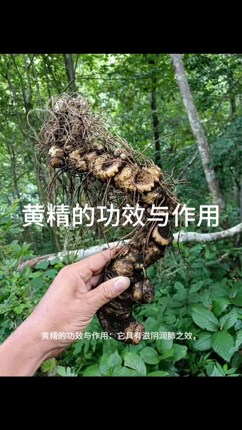黄精的功效与作用!