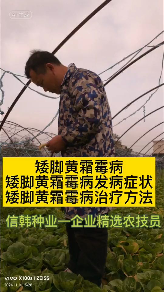 矮脚黄霜霉病 矮脚黄霜霉病发病症状 矮脚黄霜霉病治疗方法