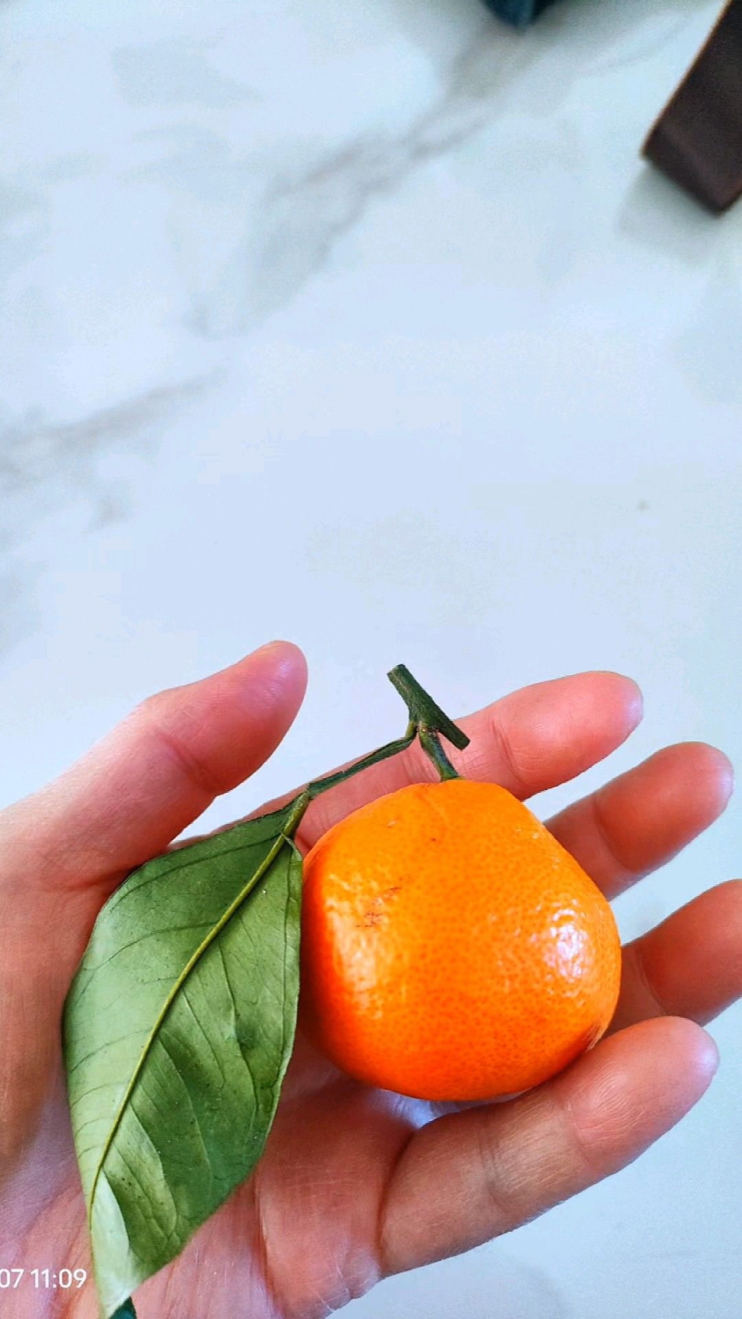 好吃小叶橘子!酸甜爽口,喜欢这味道