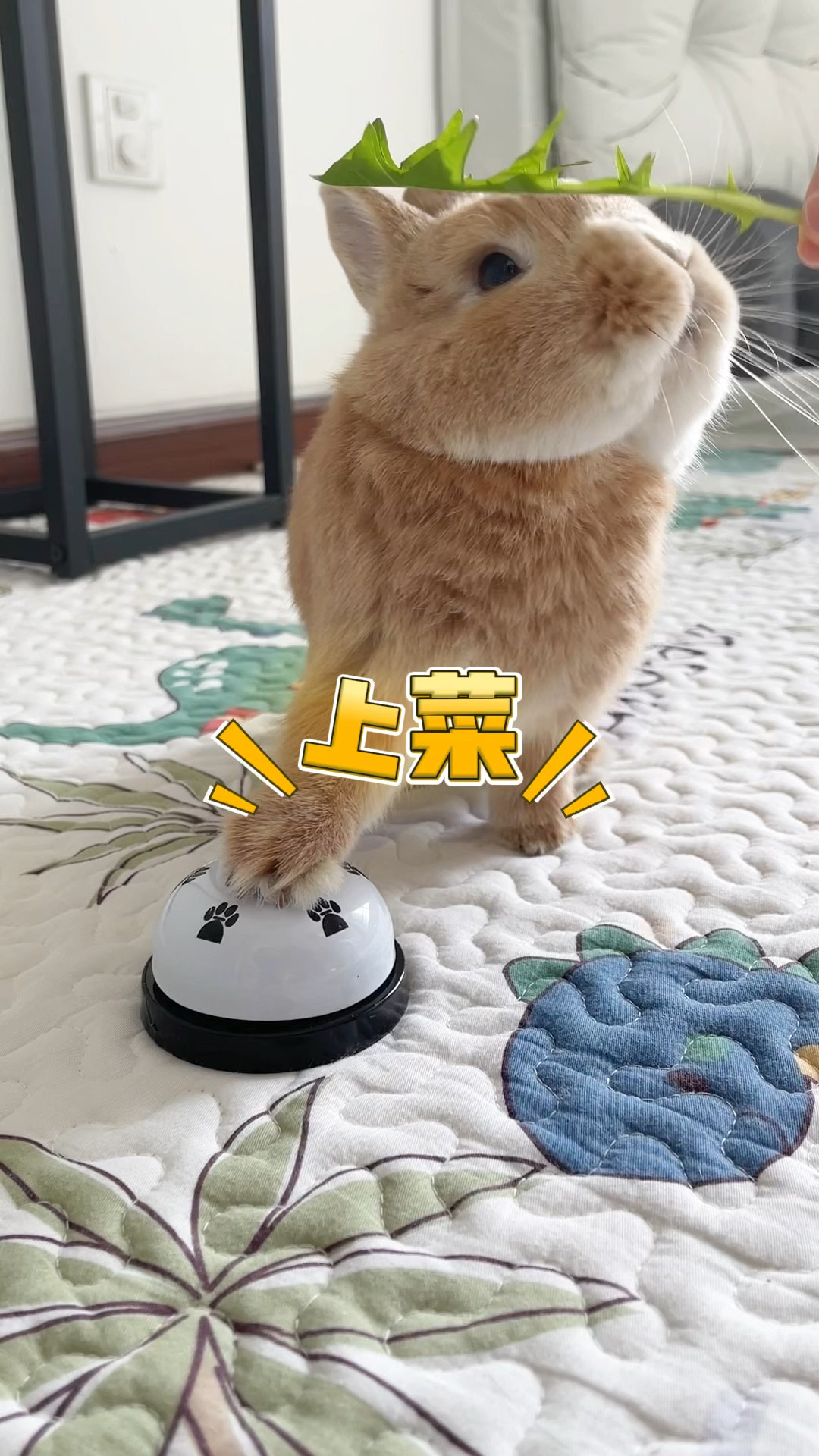 好多人问兔子可以吃什么菜,这几样是橙橙平时爱吃的,新鲜蔬菜是辅食,可以每天少量给