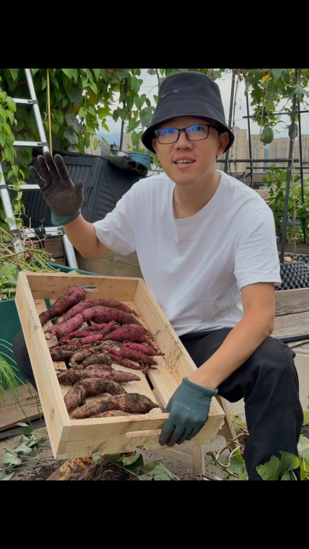 红薯留种,收获分享