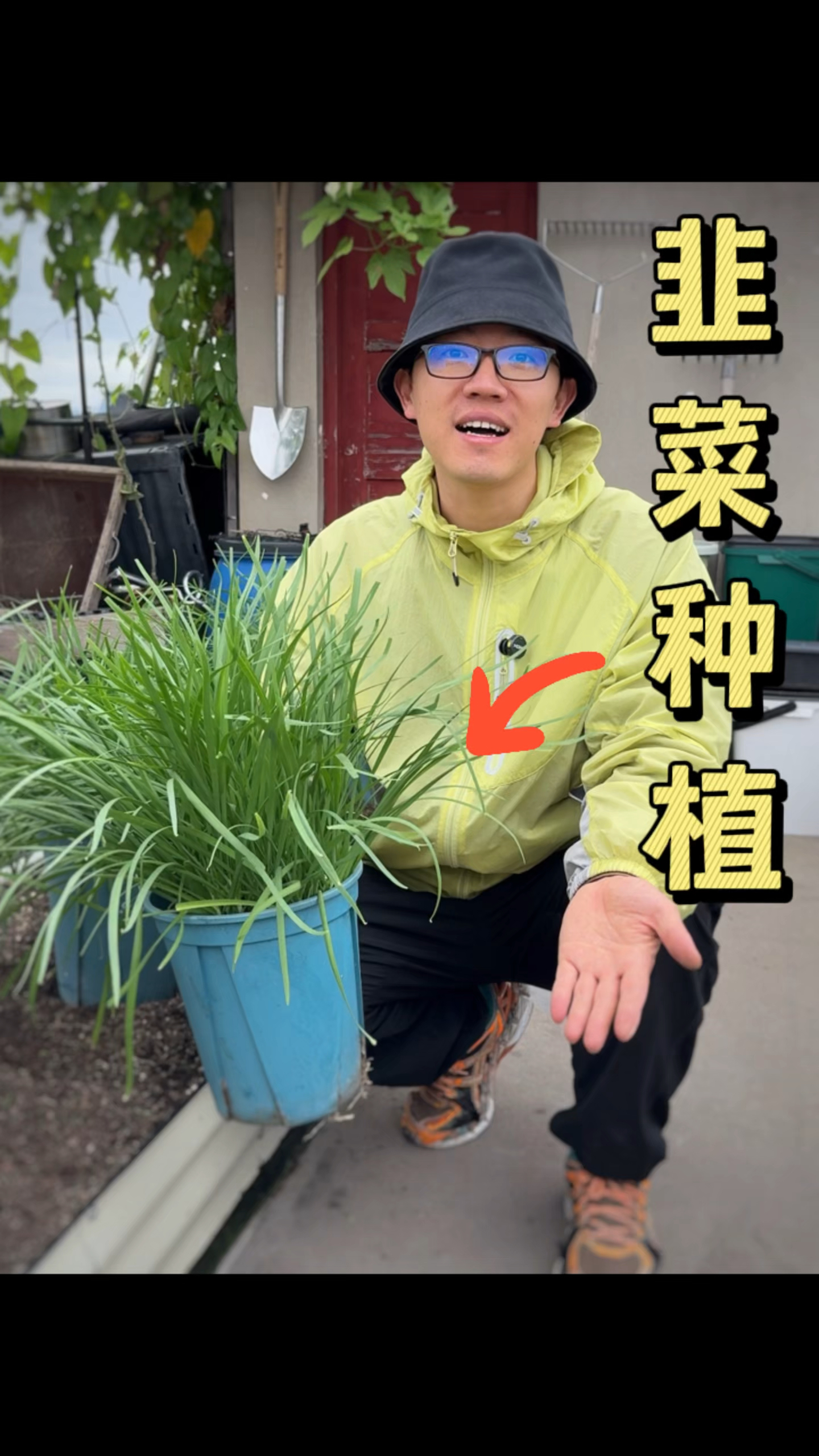 韭菜种植分享真的吃不完