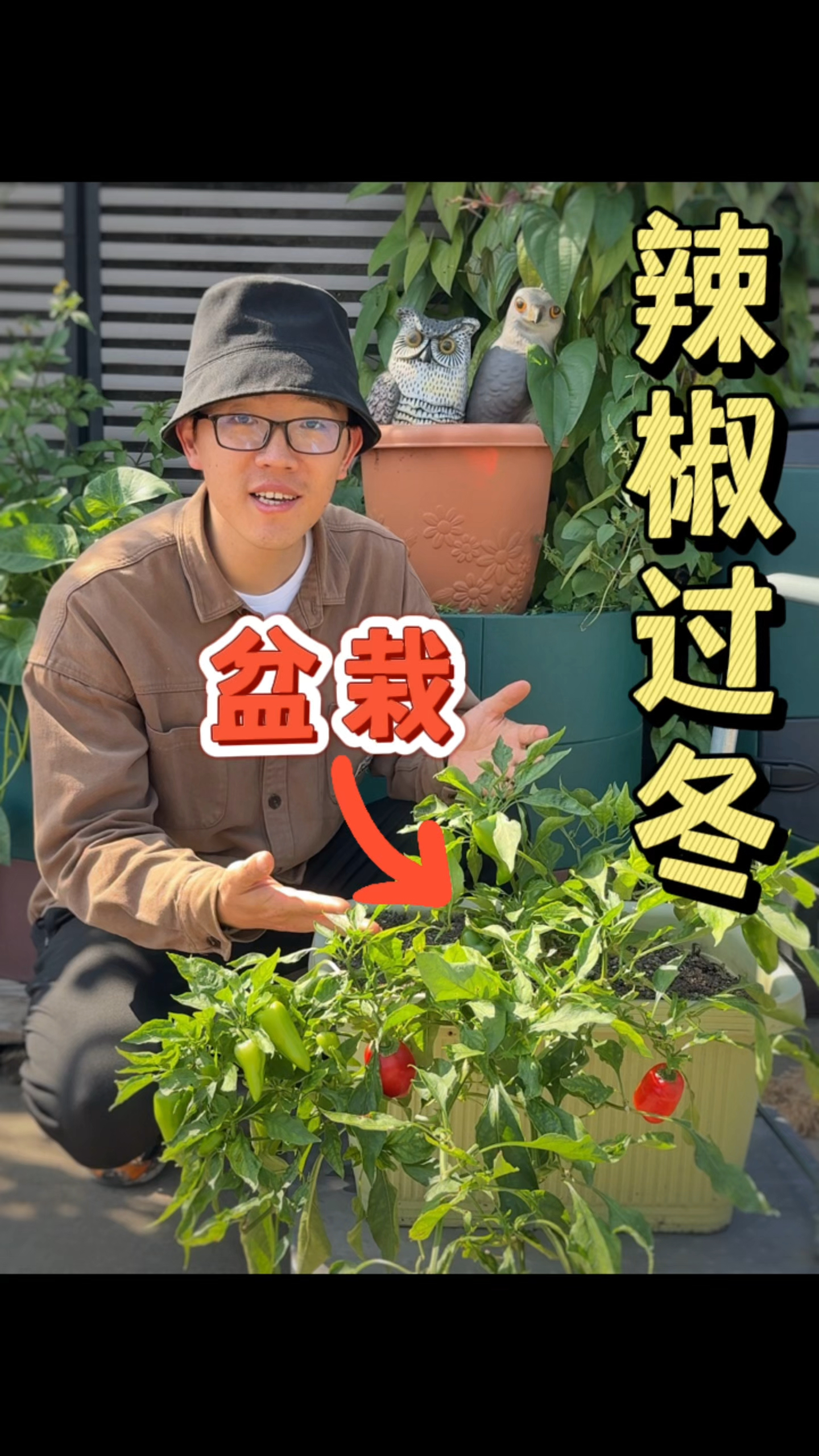 盆栽辣椒过冬多年生种植小技巧