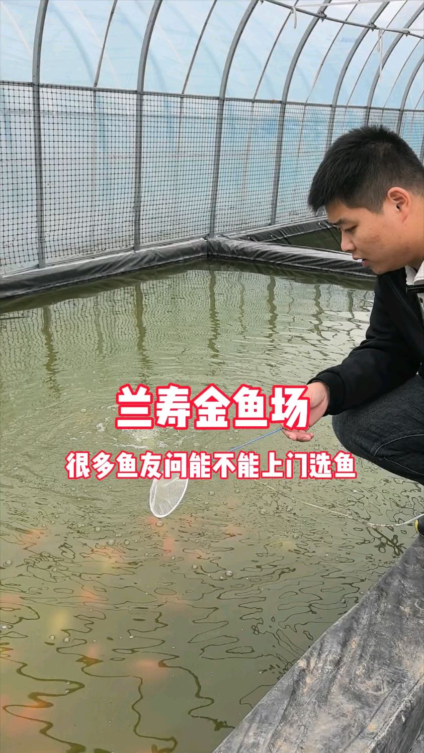 兰寿金鱼养殖场不支持上门选鱼 有时候多一份理解少一些误会