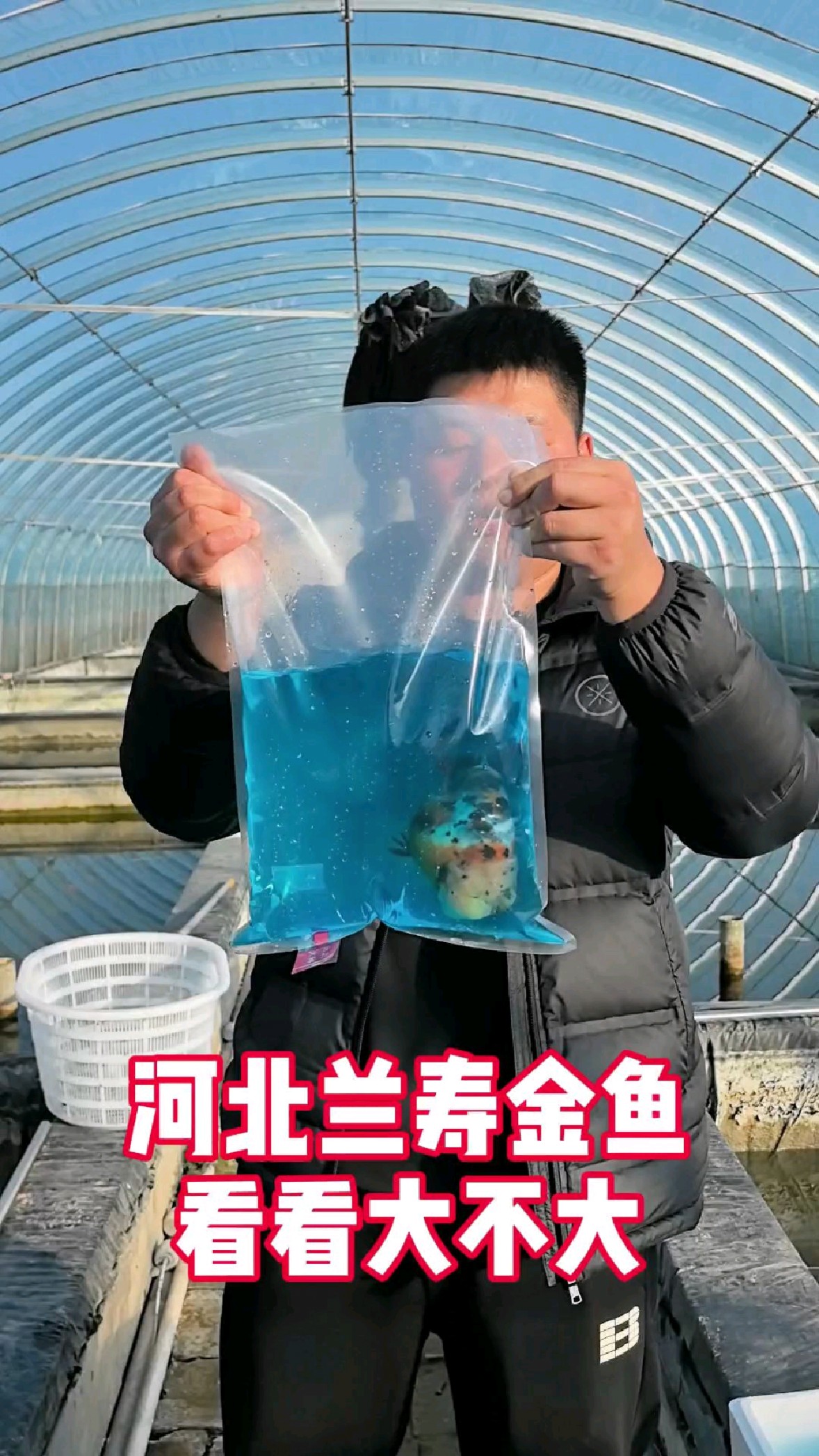 最喜欢的花寿 鱼场大宝贝