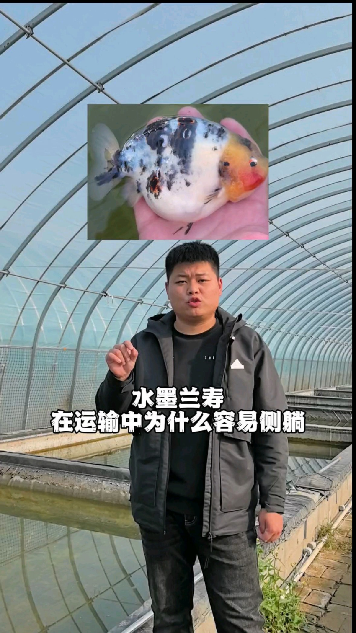 关于水墨兰寿金鱼侧躺问题