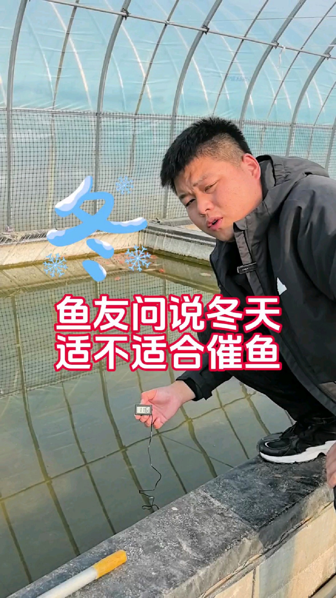 兰寿金鱼冬季不建议催鱼了