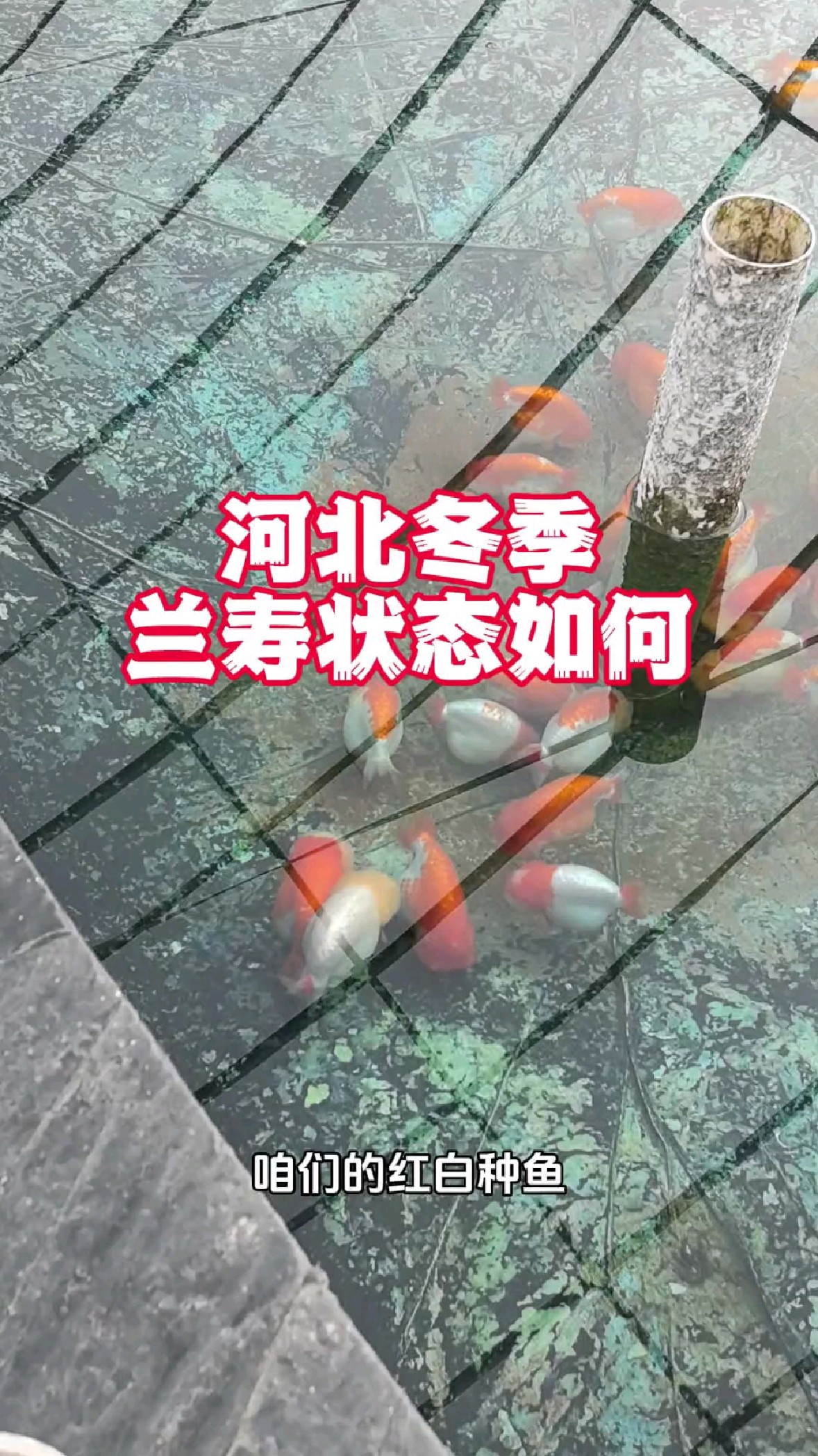 冬季兰寿金鱼也能冬眠?