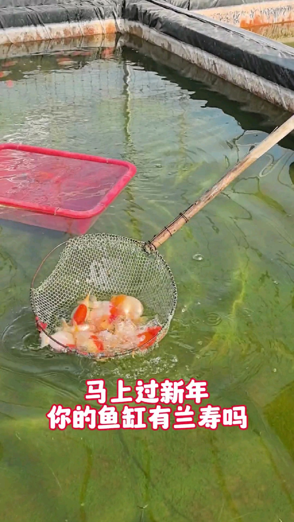 过新年养新鱼选兰寿金鱼