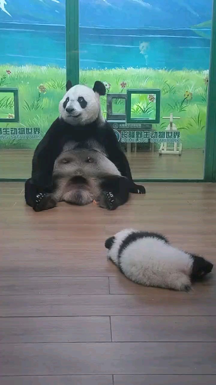 萌萌你这一脸嫌弃表情加上肚子表情包,是不是红萝卜吃的不够饱啊