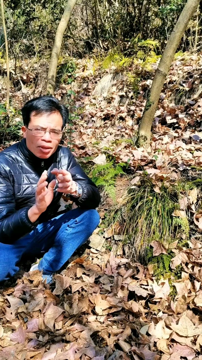 野雉尾金粉蕨,别名乌蕨、野鸡尾!遇到不要错过