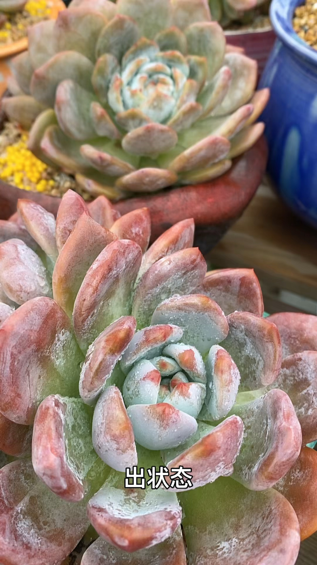 多肉慢慢出状态了!