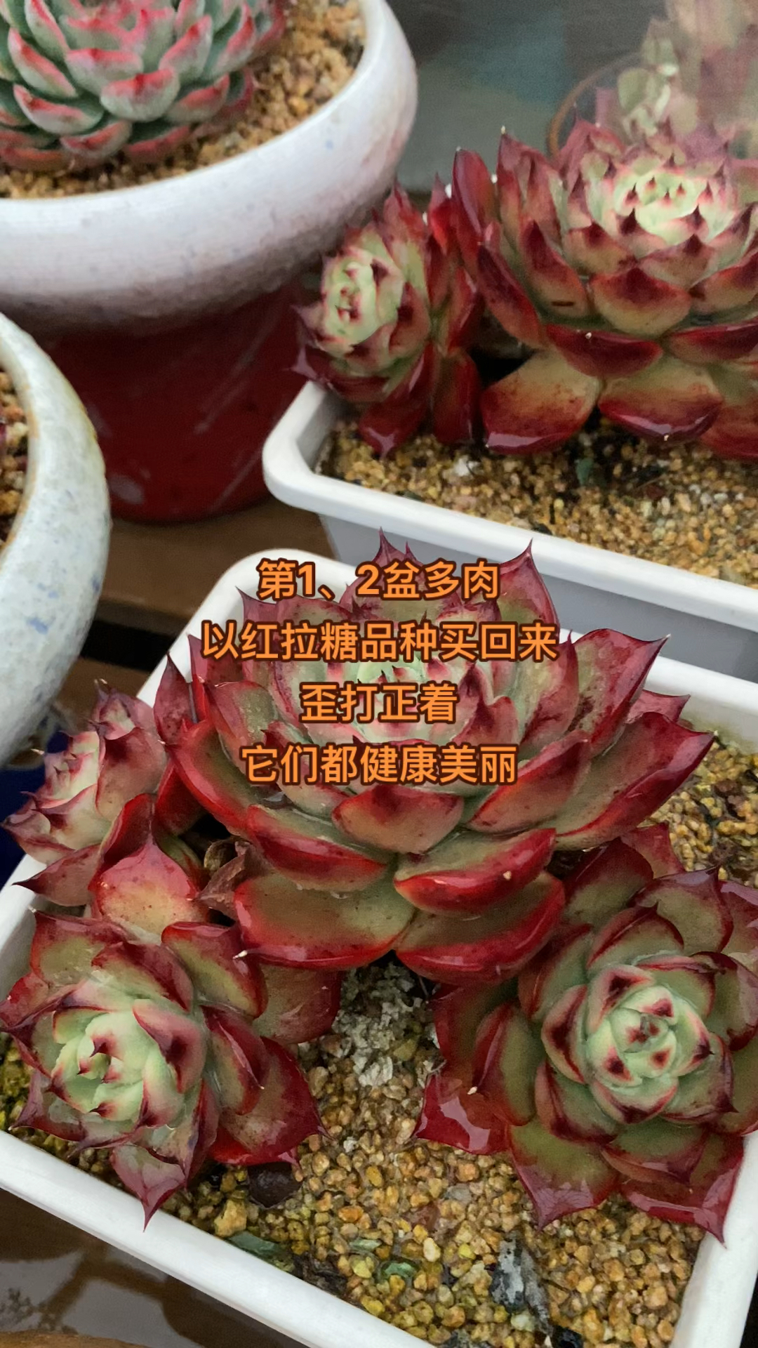 第一二盆以红拉糖品种买回来现在不知名,歪打正着,它们都很健康