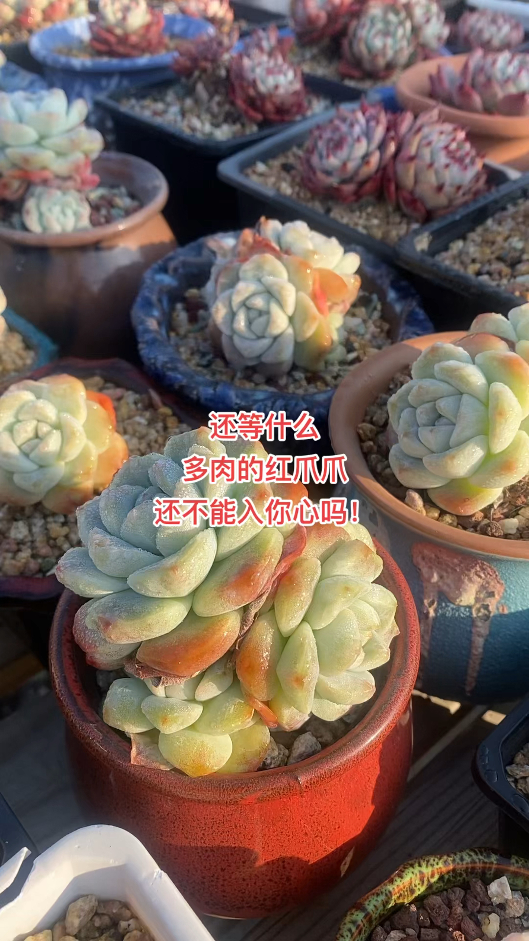 多肉冬天美丽,离不开它们完美度夏!大家加油!