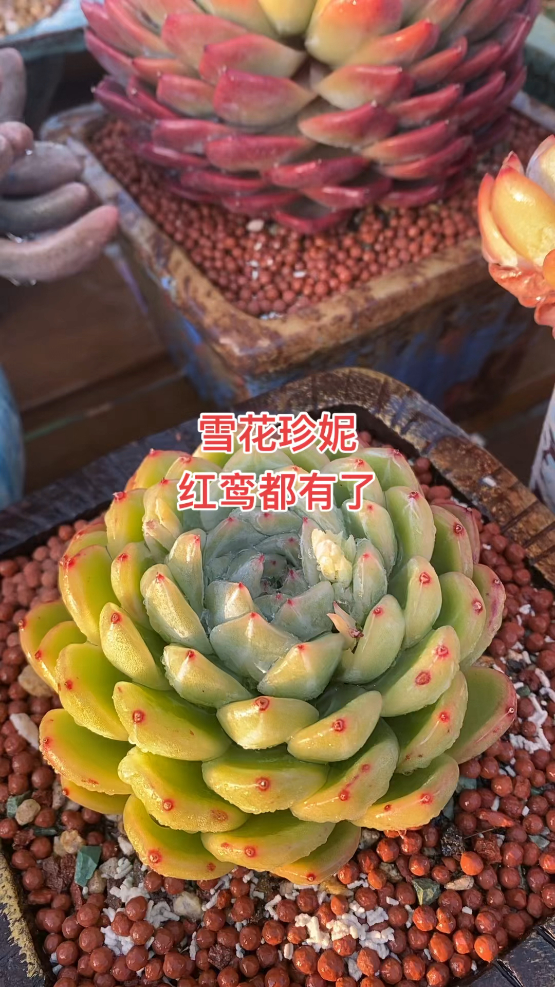 今年网红多肉雪花珍妮和红鸾都有了!