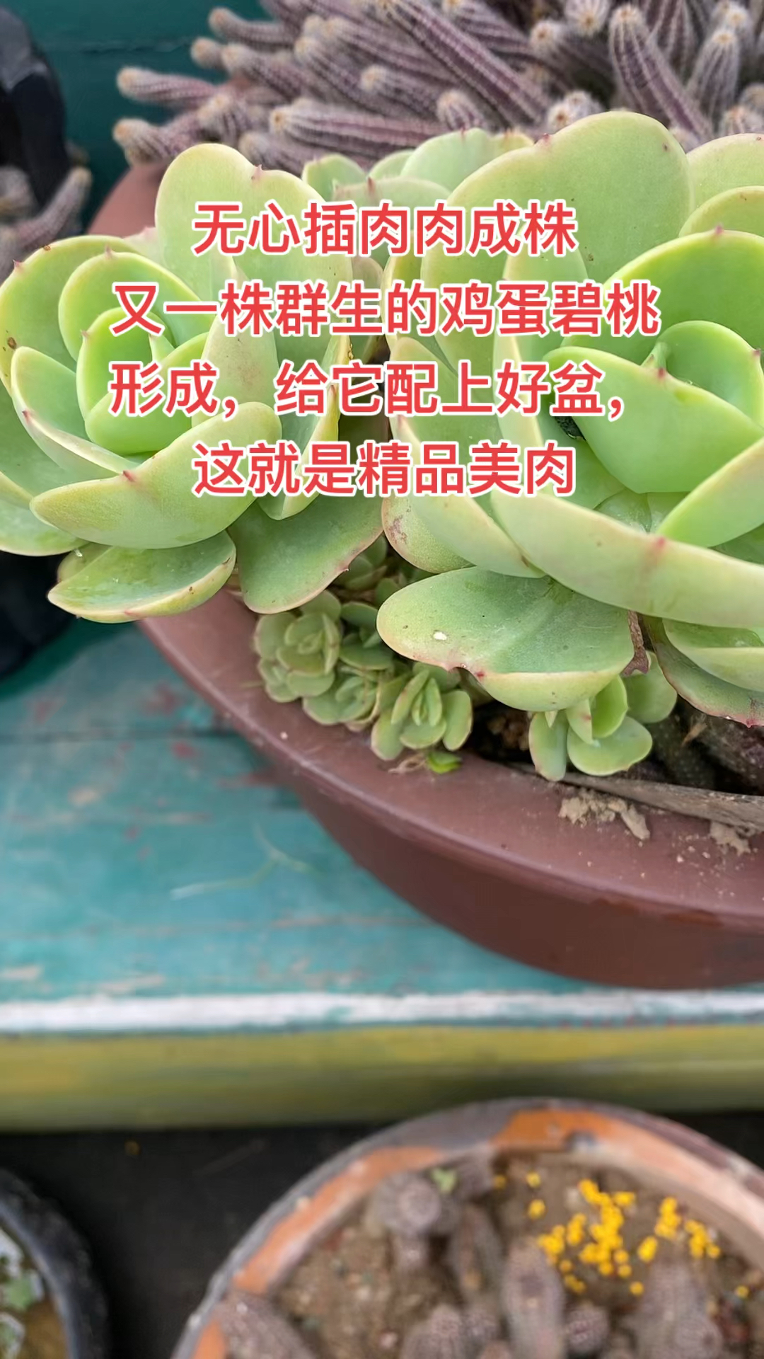 无心插肉肉成株,又一株群山鸡蛋碧桃形成,配上好盆就是精品