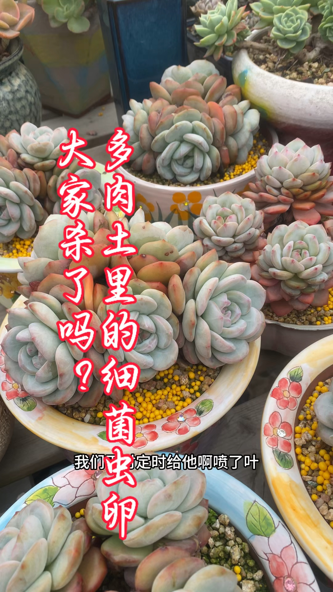 春天了多肉土里细菌虫卵大家杀了吗?推荐用它,干干净净!