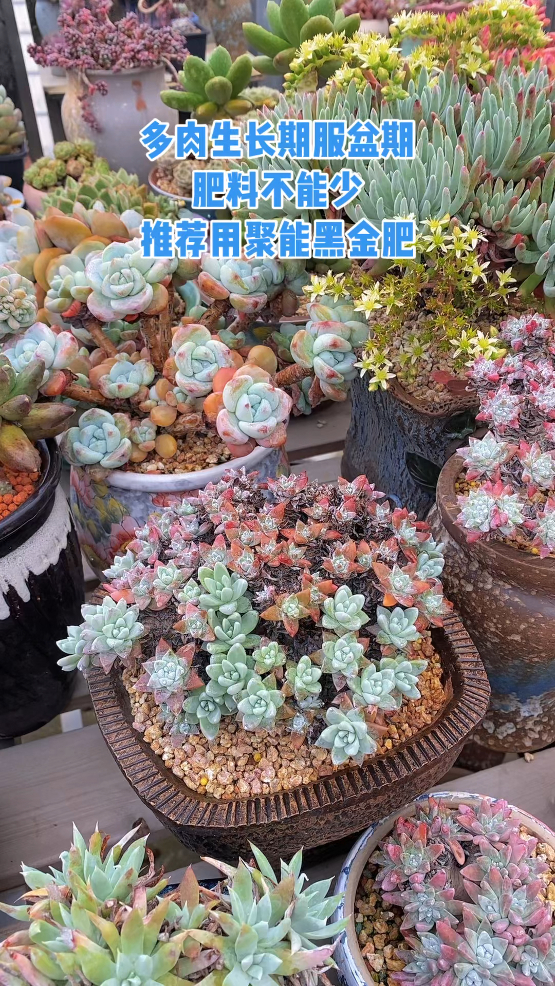 多肉生长期和服盆期,肥料不能少,推荐用聚能黑金肥!