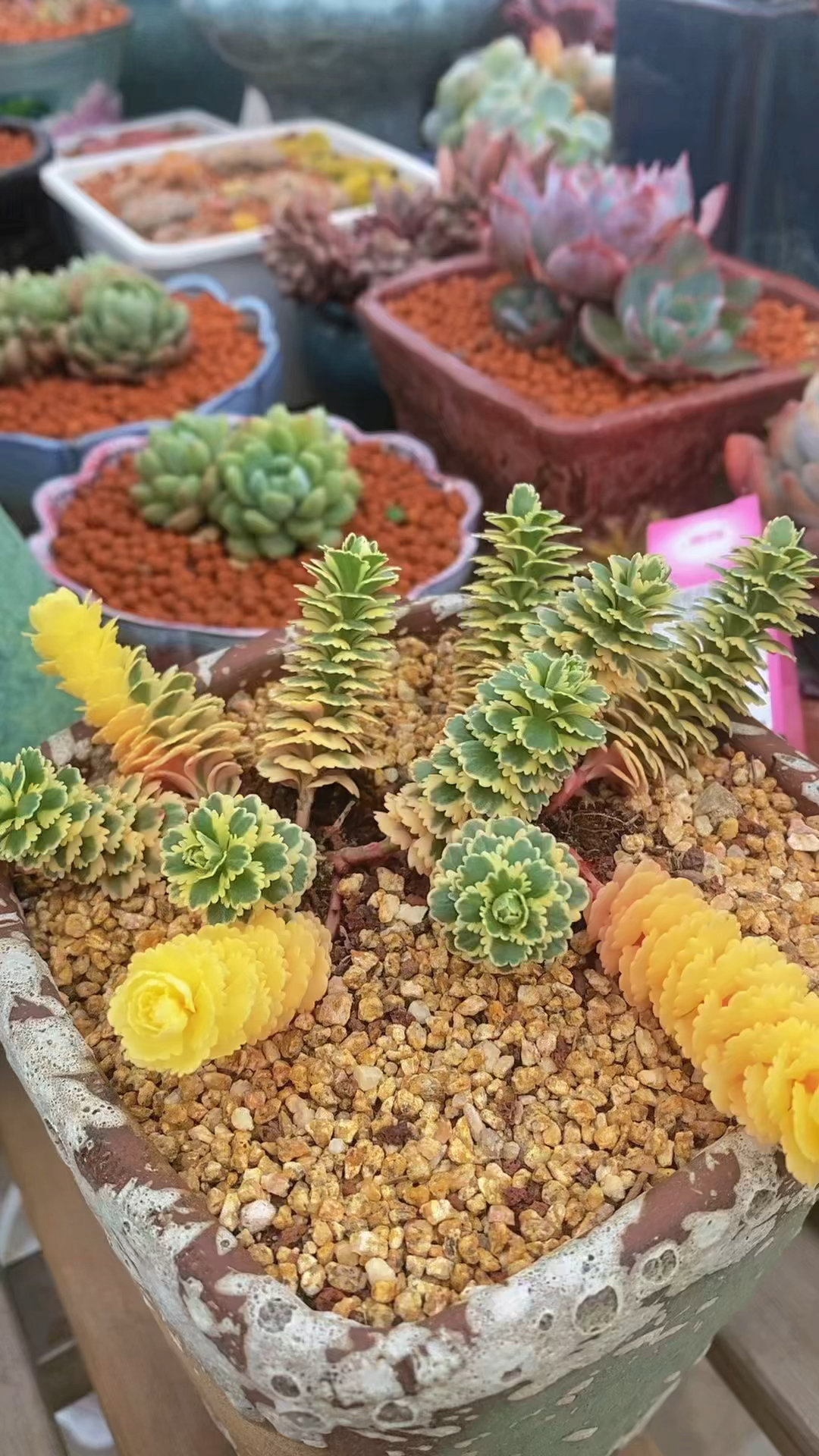 今天来认识多肉名称!大家养了几个品种!