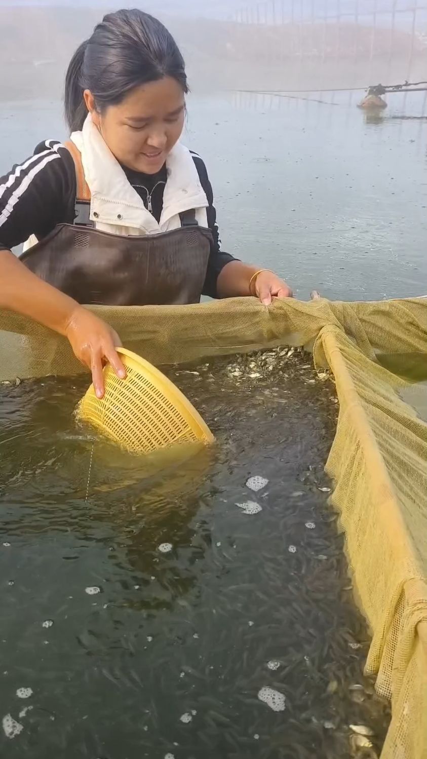 鲫鱼苗 中科5号鲫鱼