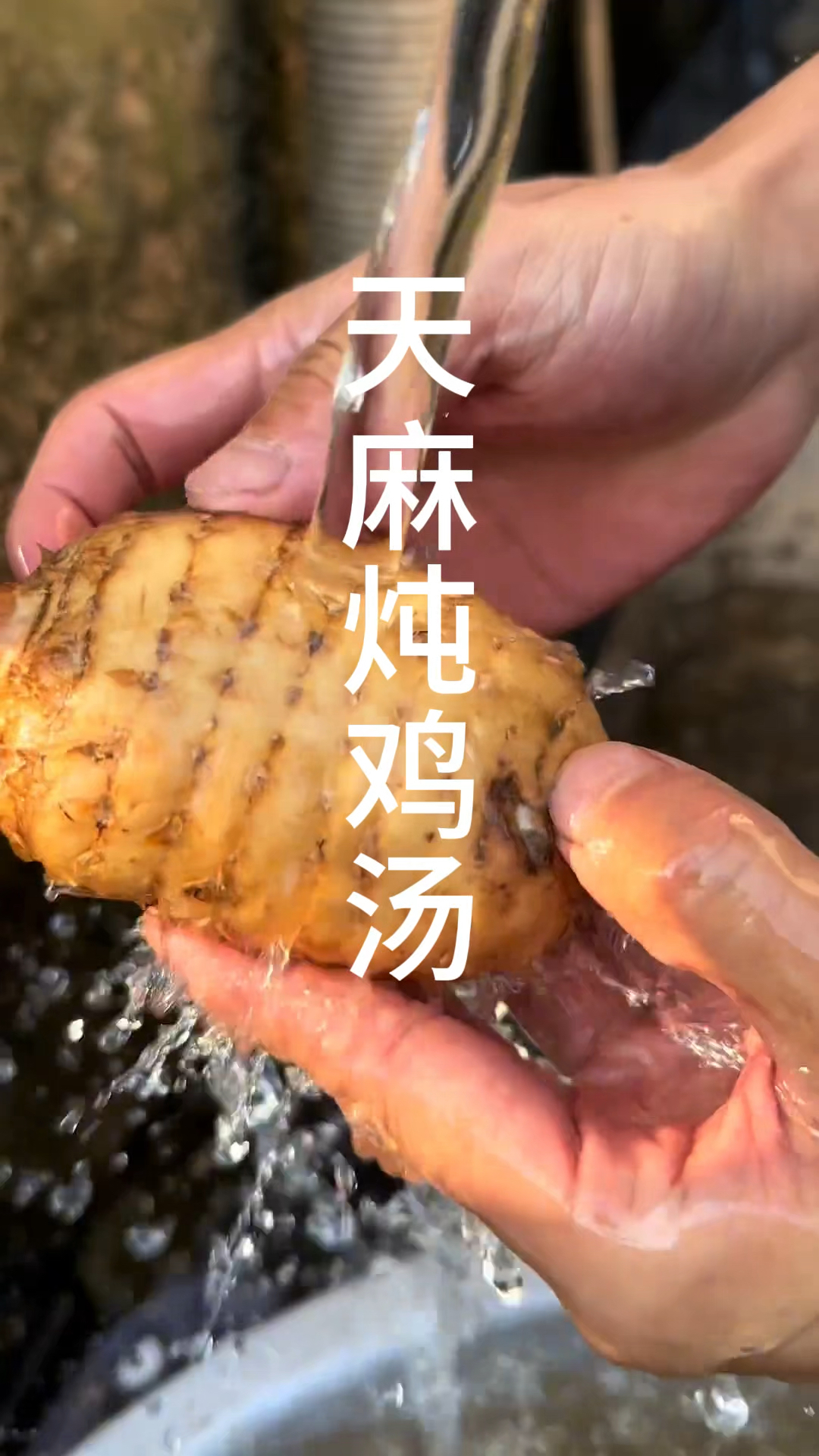 云南昭通小草坝新鲜天麻