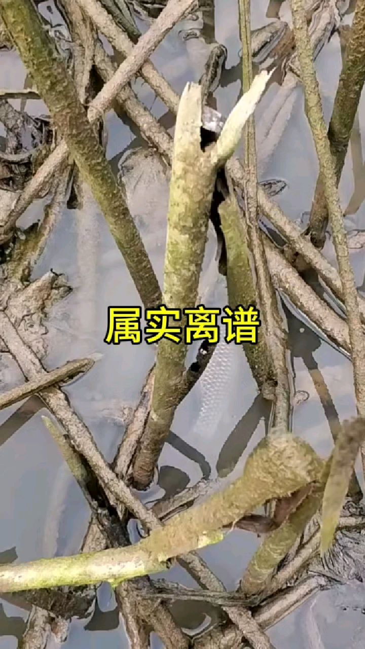 钓鱼的和不钓鱼的看完都沉默了