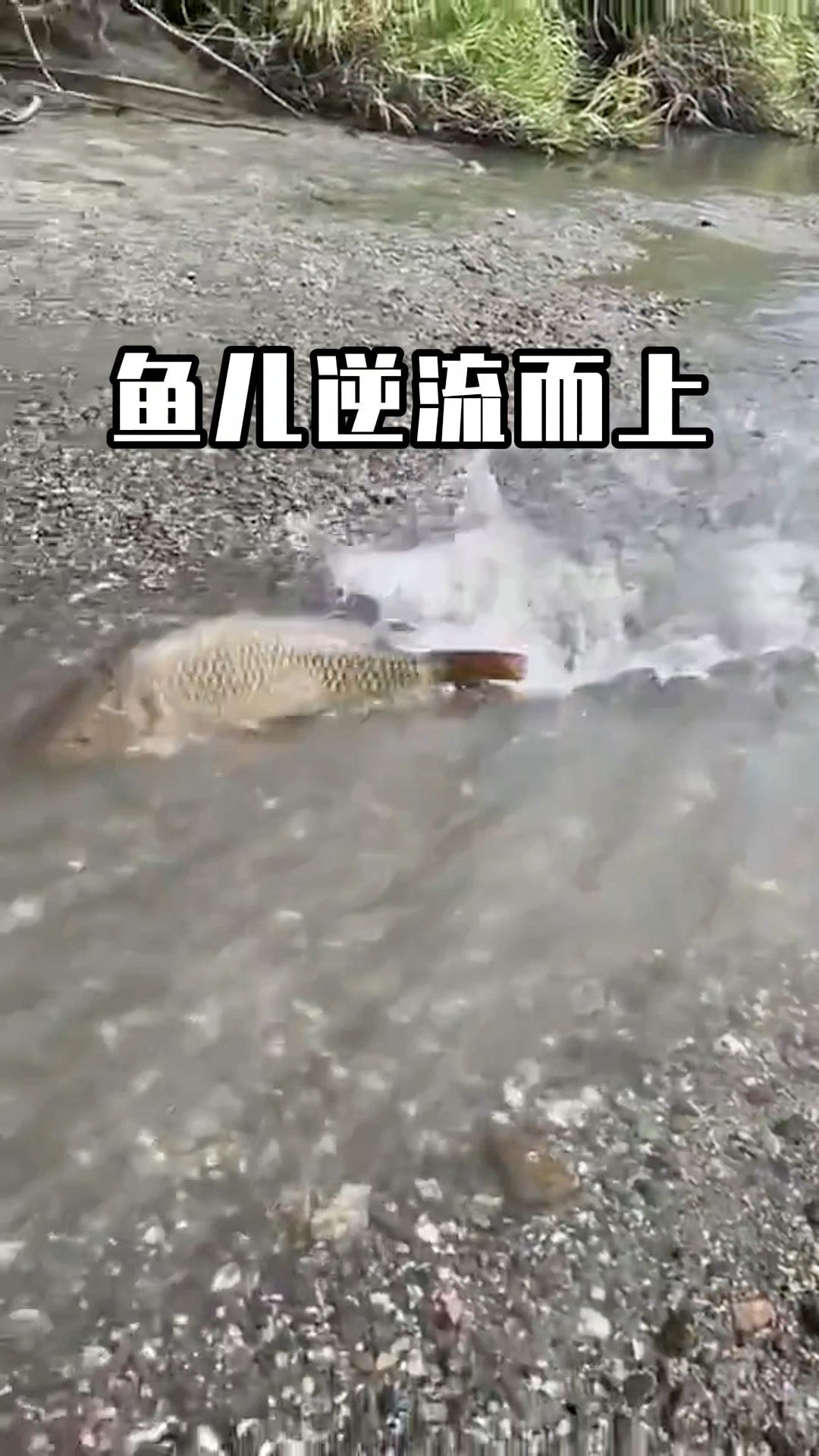 鱼儿顺着小溪逆流而上,只为进入更大的水塘