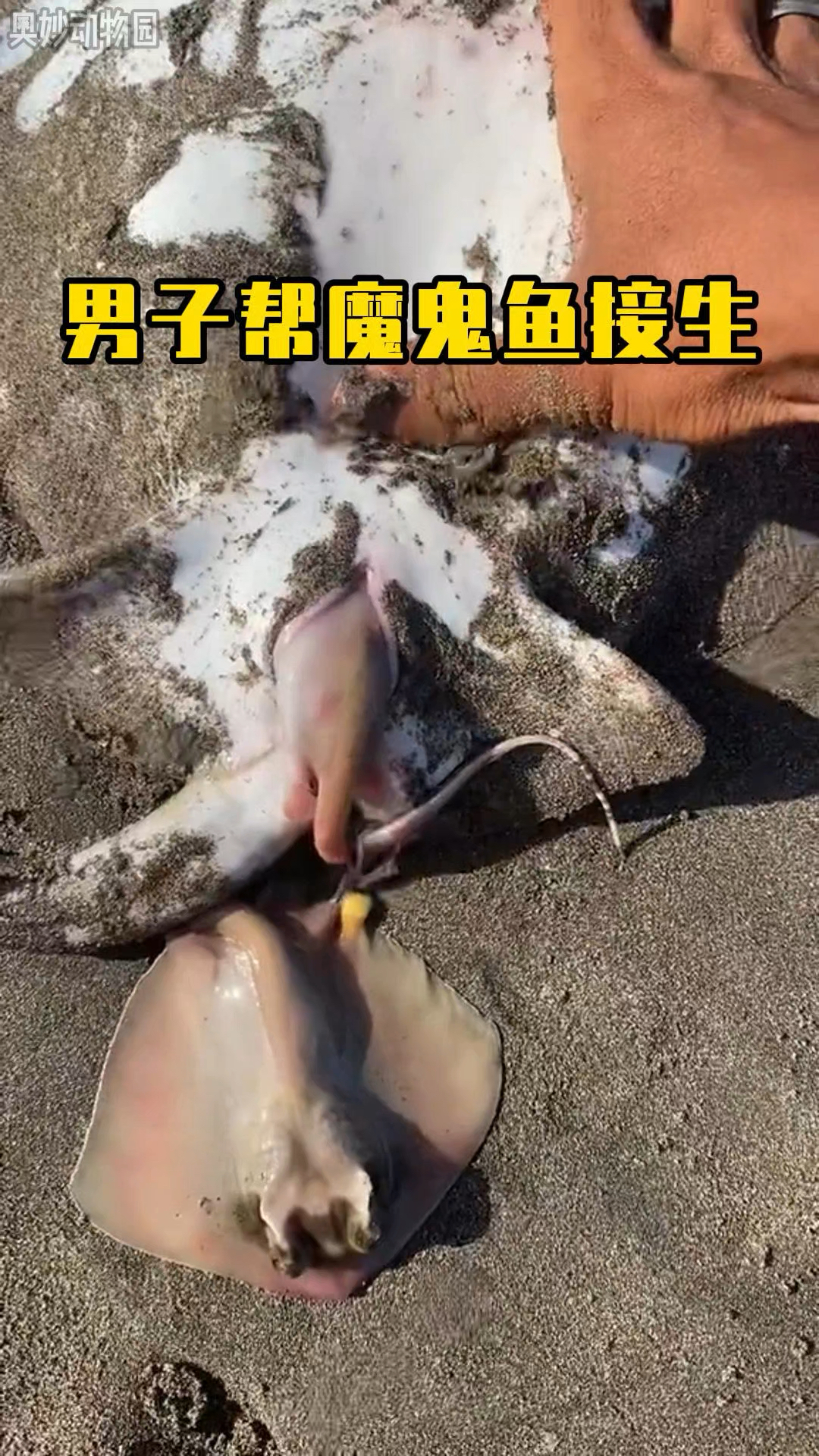 男子帮魔鬼鱼接生,随后将小魔鬼鱼送回大海